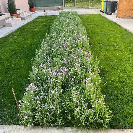 Jasmina Alloggio in famiglia *