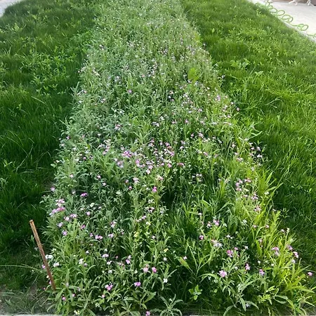 Ubytování v soukromí Jasmina Corbu (Constanta)